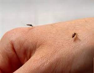 Lí do muỗi không truyền HIV